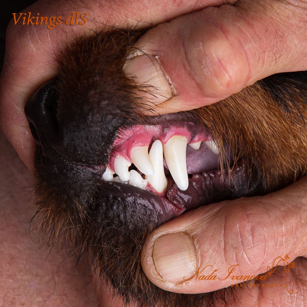 Vikings de las Sesteriades