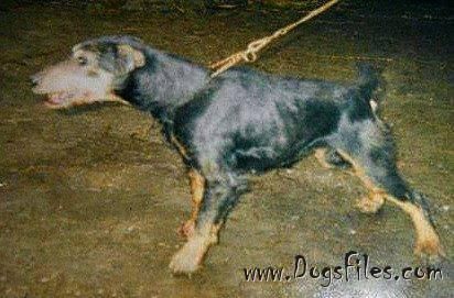 Vikings de las Sesteriades