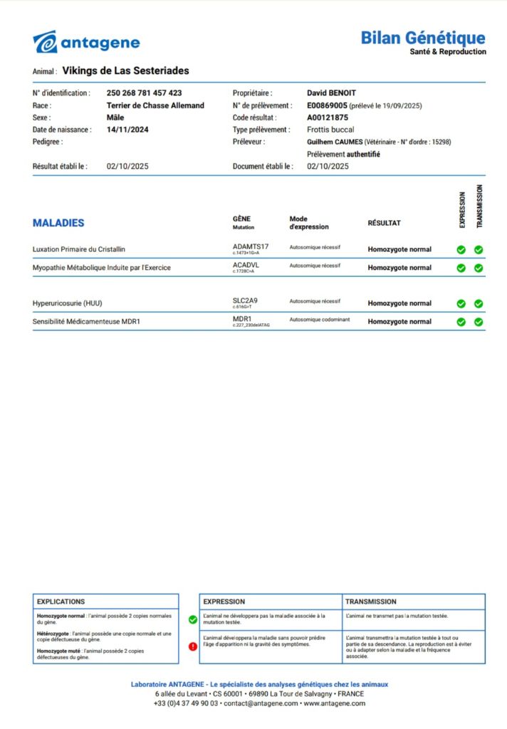 Vikings de las Sesteriades