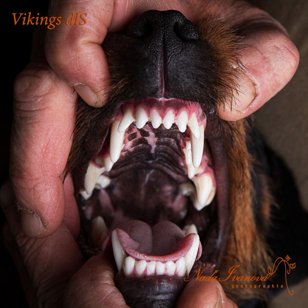 Vikings de las Sesteriades