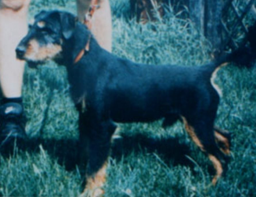 Vikings de las Sesteriades