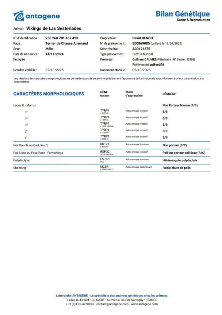 Vikings de las Sesteriades