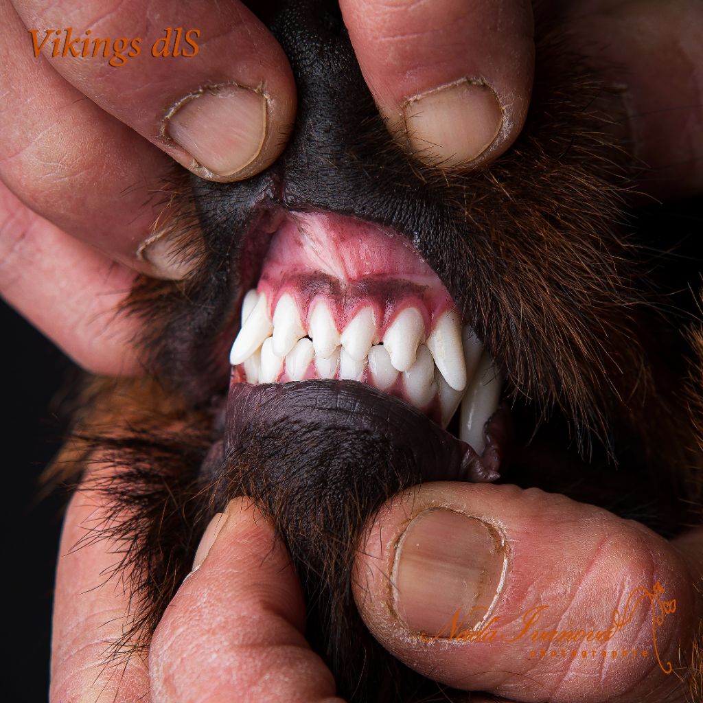 Vikings de las Sesteriades