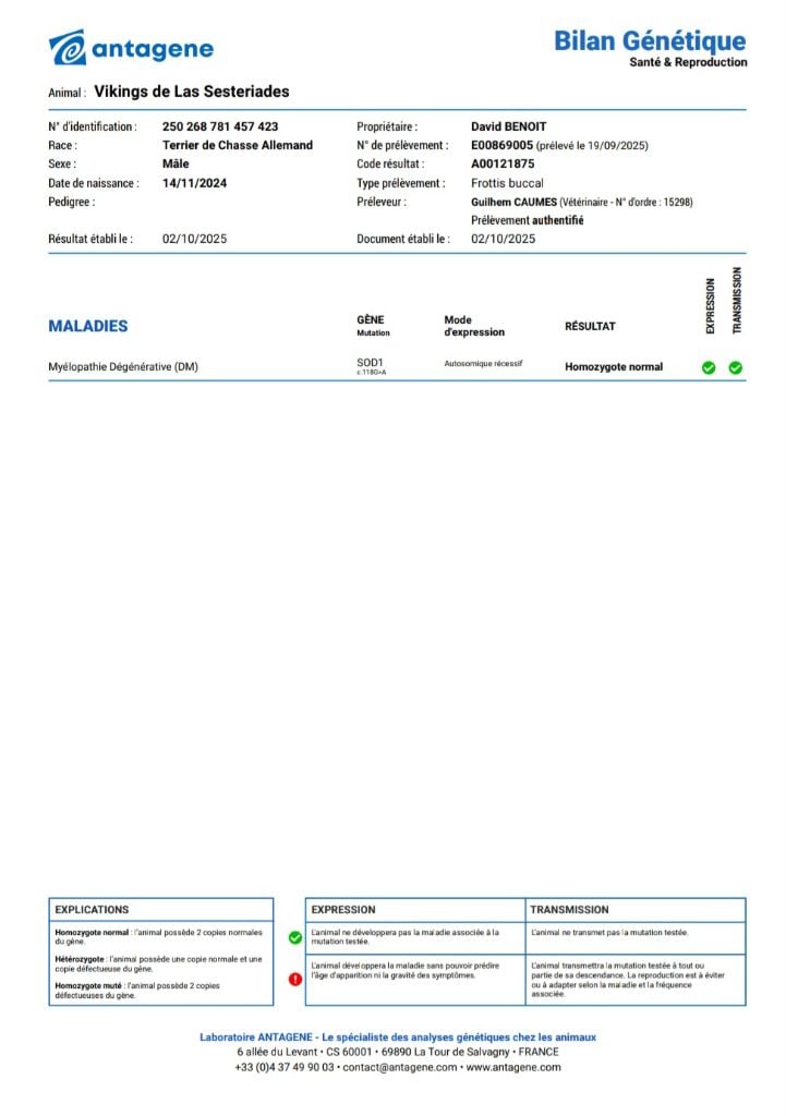 Vikings de las Sesteriades