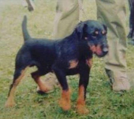 Vikings de las Sesteriades