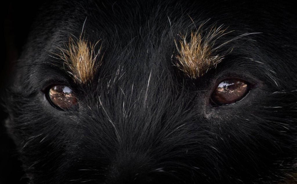 Vikings de las Sesteriades