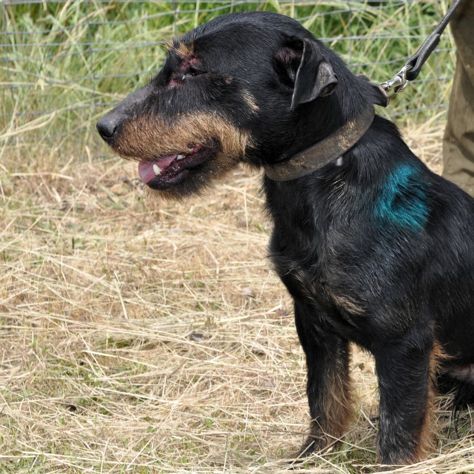 Accueil Elevage de las Sesteriades eleveur de chiens Terrier de