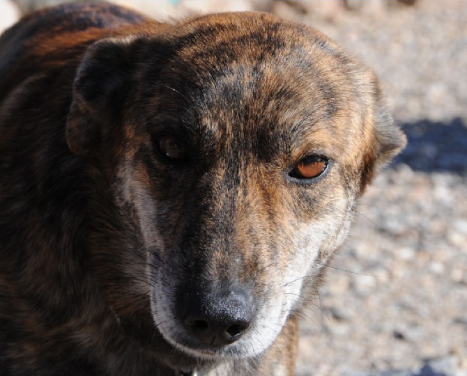 Accueil Elevage De Las Sesteriades Eleveur De Chiens U