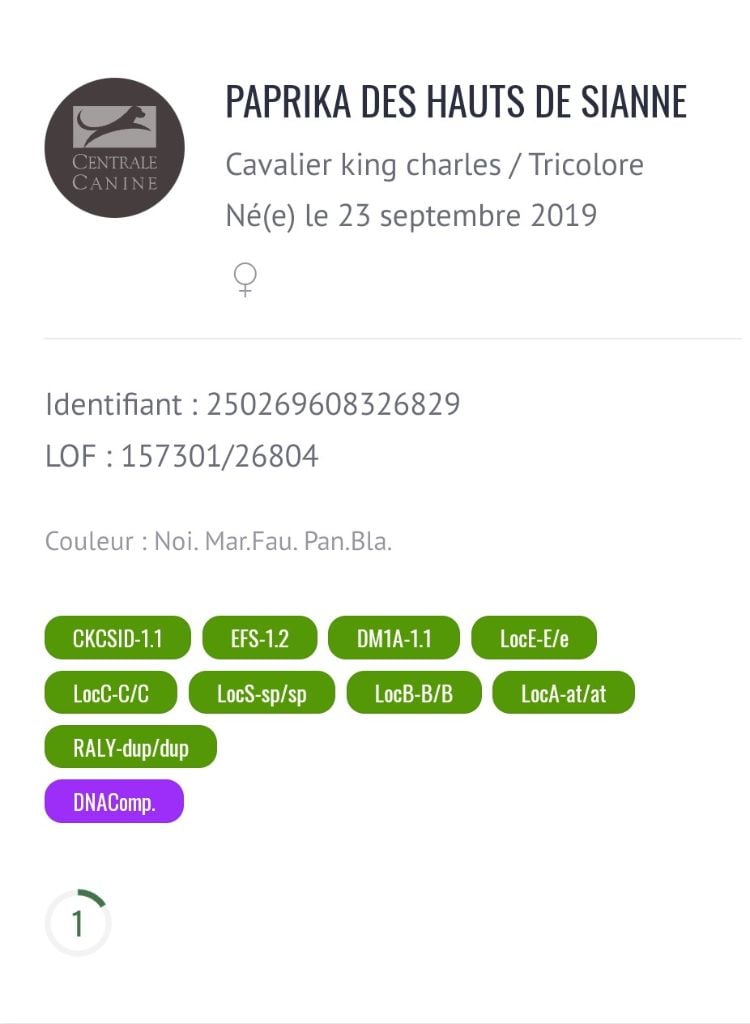 Publication : du domaine des quatre pattes