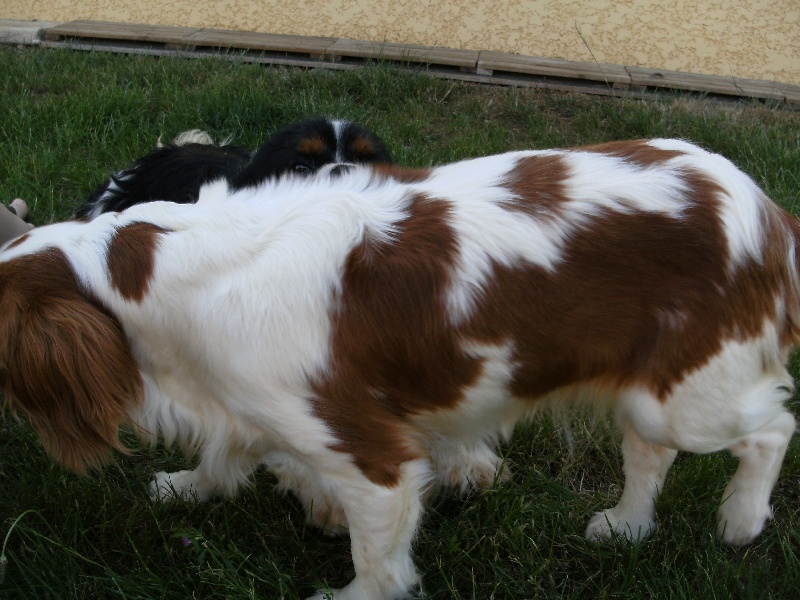 Publication : du domaine des quatre pattes