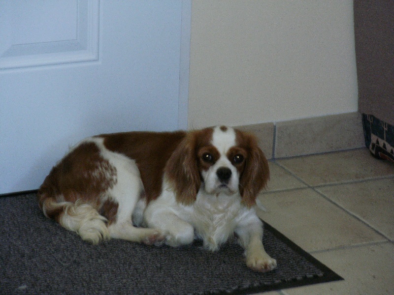 Publication : du domaine des quatre pattes