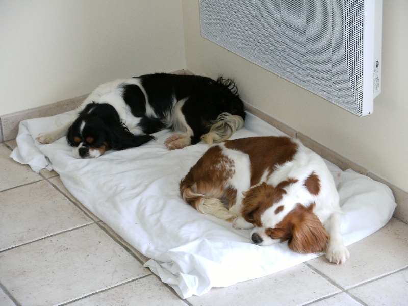 Publication : du domaine des quatre pattes