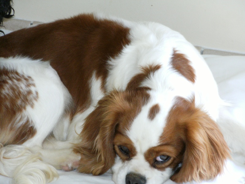 Publication : du domaine des quatre pattes