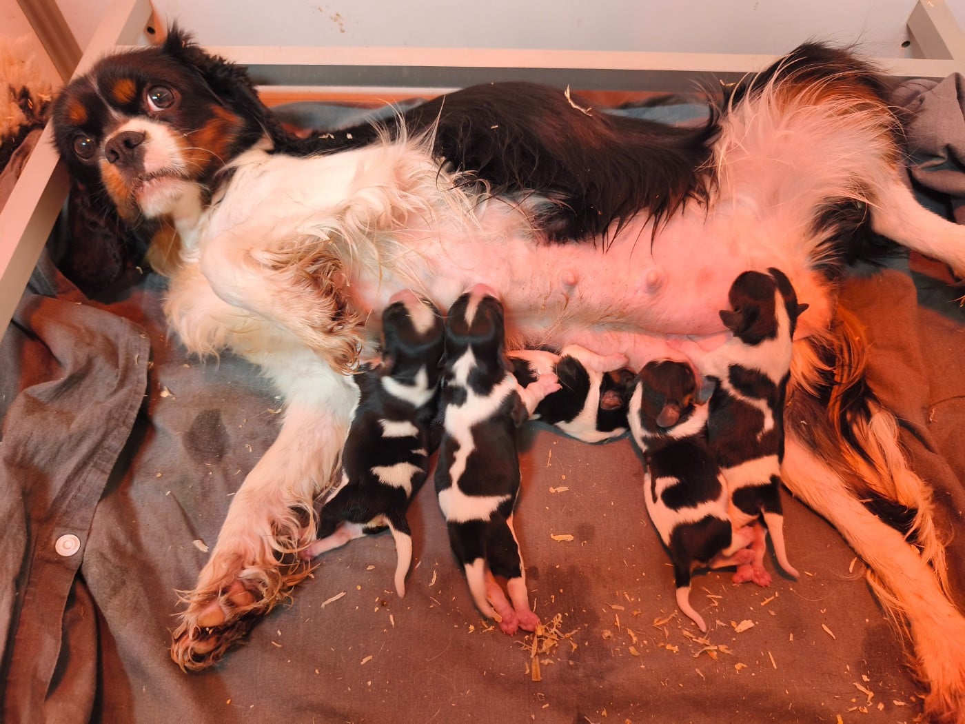 Cavalier King Charles Spaniel - du domaine des quatre pattes