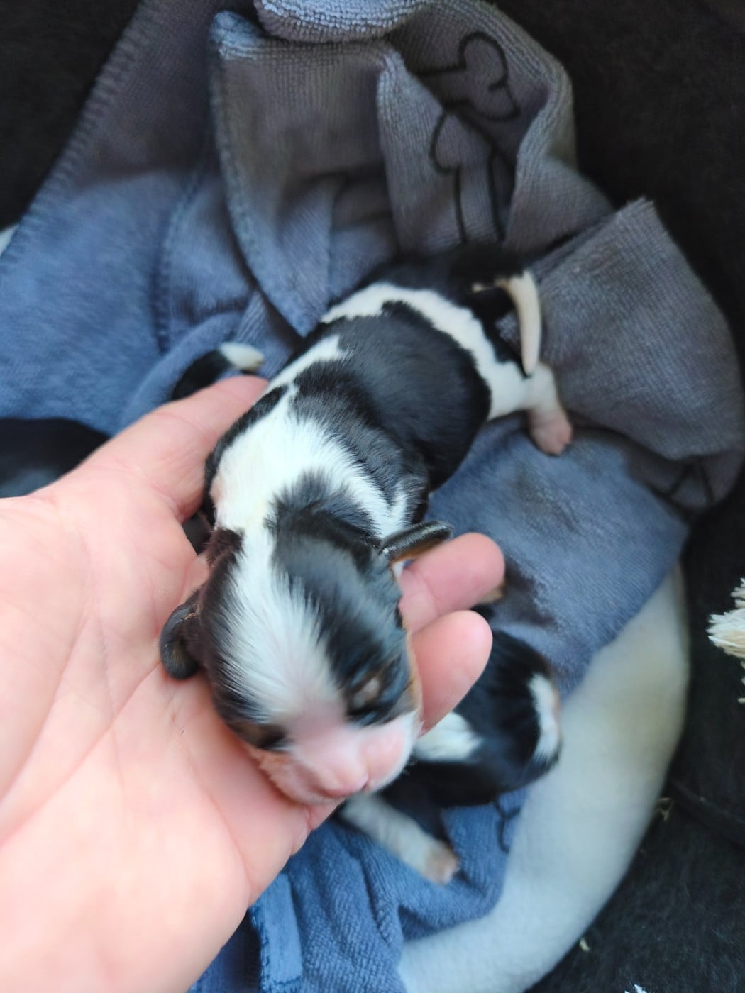 Bébé tri 2