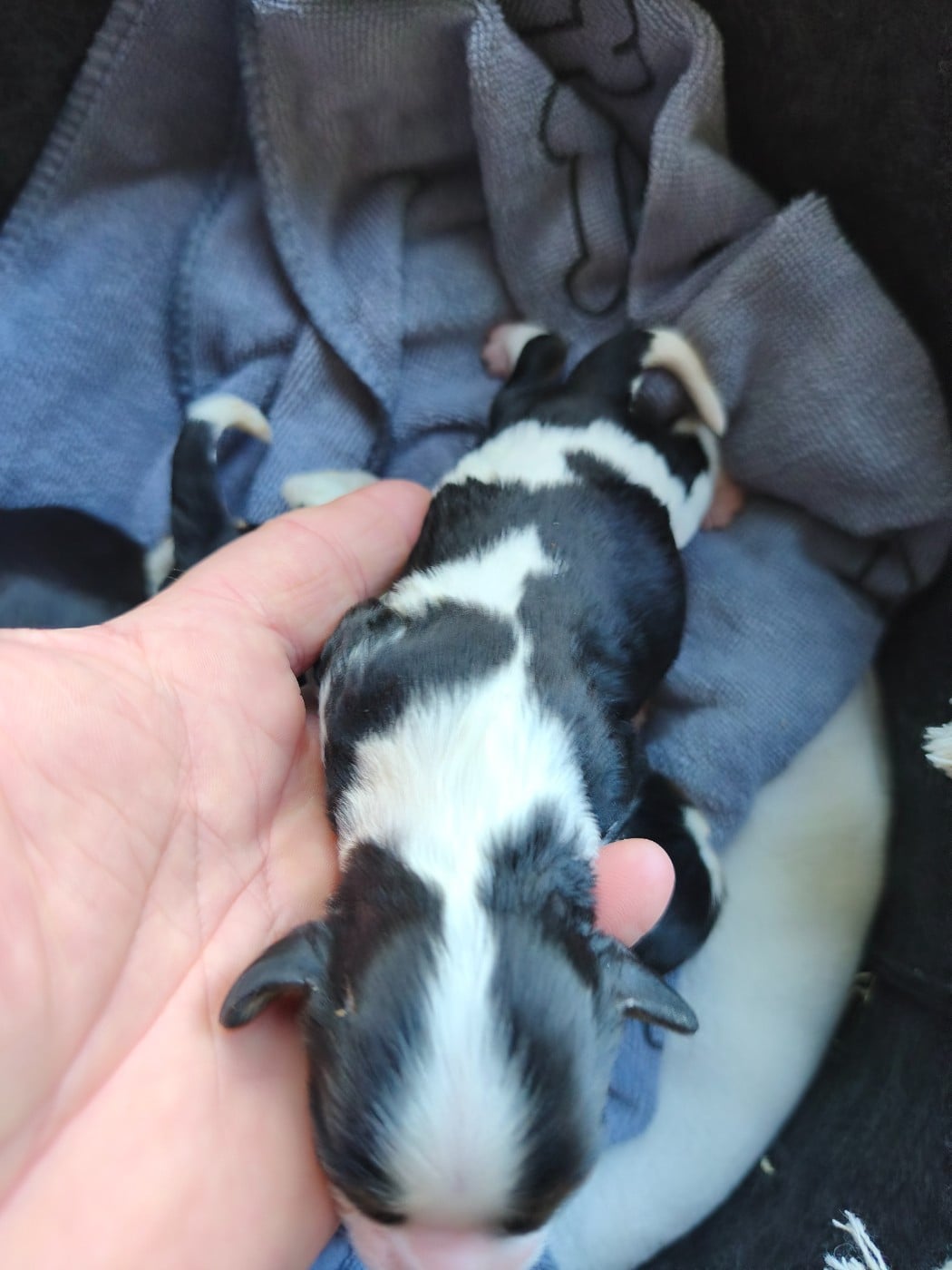 Bébé tri 2