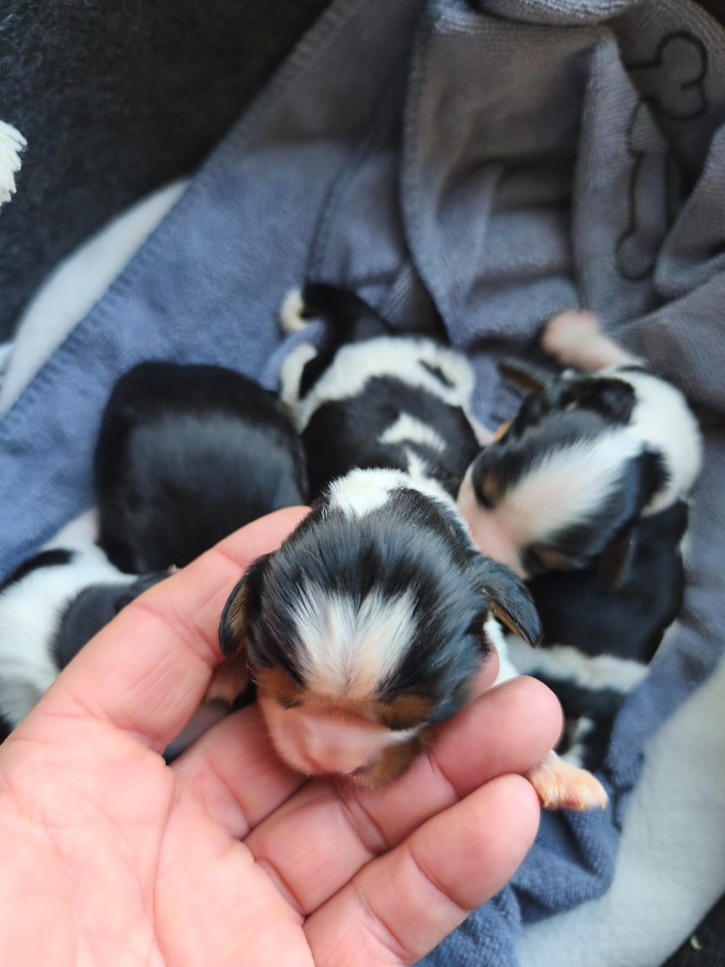Bébé tri