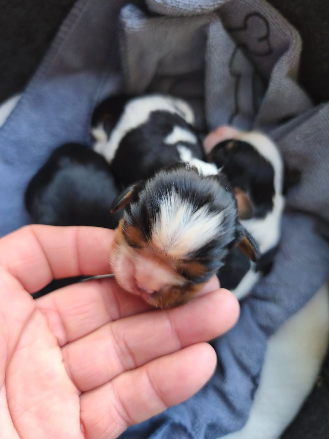 Bébé tri