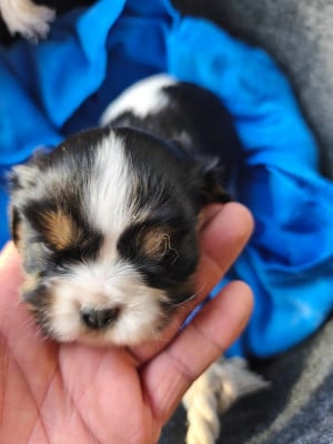 Les chiots de Cavalier King Charles Spaniel