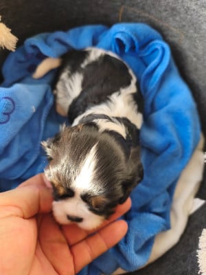 Les chiots de Cavalier King Charles Spaniel