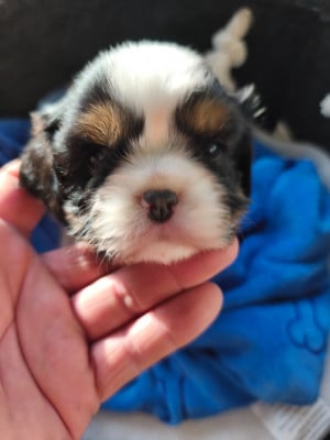Les chiots de Cavalier King Charles Spaniel