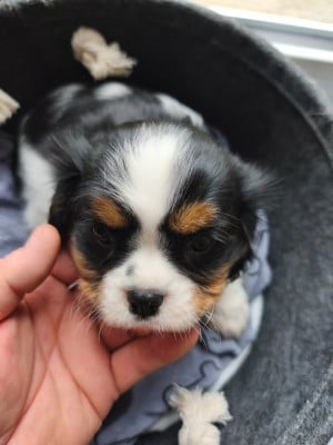 Les chiots de Cavalier King Charles Spaniel