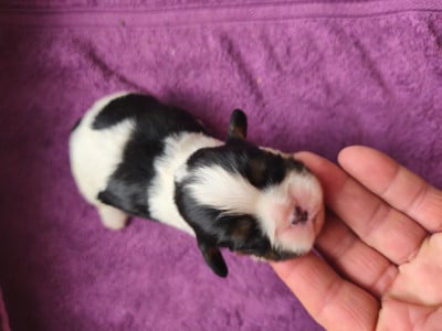 Les chiots de Cavalier King Charles Spaniel