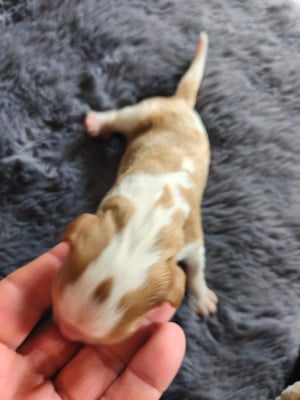 Les chiots de Cavalier King Charles Spaniel