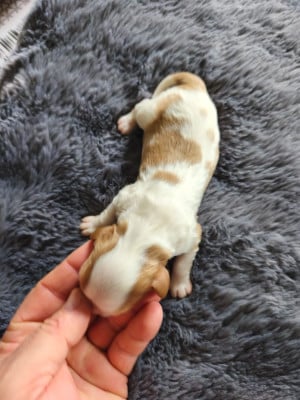 Les chiots de Cavalier King Charles Spaniel