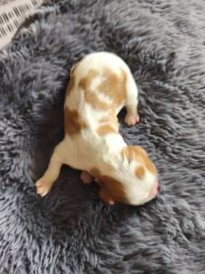 Les chiots de Cavalier King Charles Spaniel