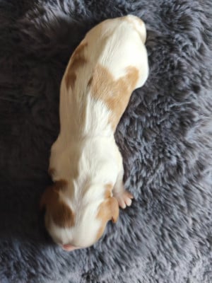 Les chiots de Cavalier King Charles Spaniel