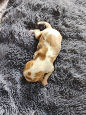 Les chiots de Cavalier King Charles Spaniel