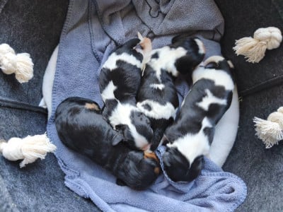 Les chiots de Cavalier King Charles Spaniel