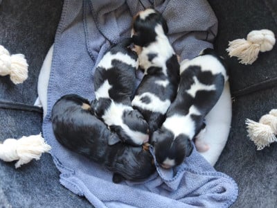 Les chiots de Cavalier King Charles Spaniel