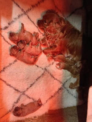 Les chiots de Cavalier King Charles Spaniel