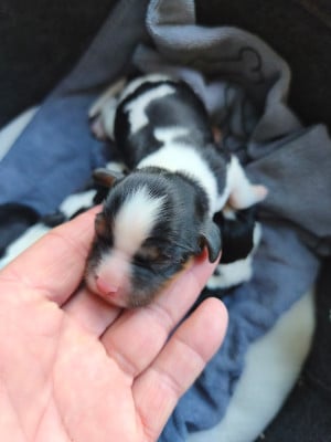 Les chiots de Cavalier King Charles Spaniel