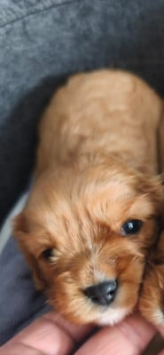 Les chiots de Cavalier King Charles Spaniel