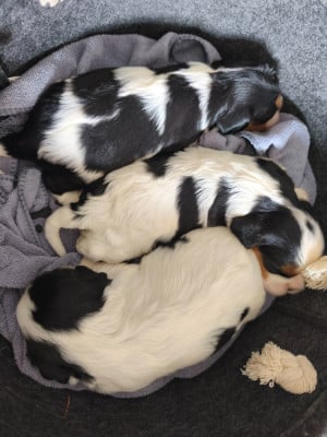 Les chiots de Cavalier King Charles Spaniel