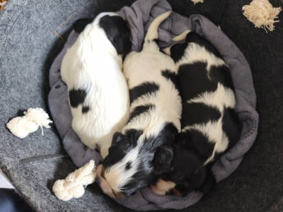 Les chiots de Cavalier King Charles Spaniel