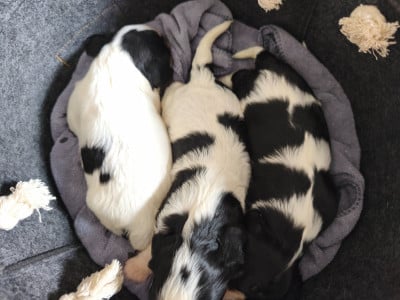 Les chiots de Cavalier King Charles Spaniel