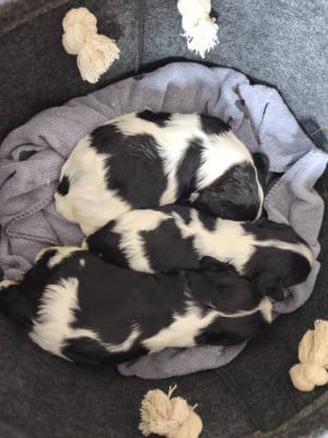 Les chiots de Cavalier King Charles Spaniel