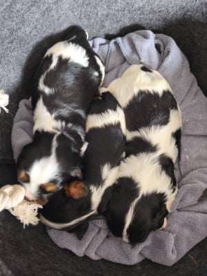 Les chiots de Cavalier King Charles Spaniel