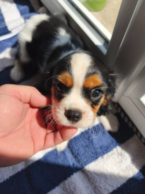 Les chiots de Cavalier King Charles Spaniel