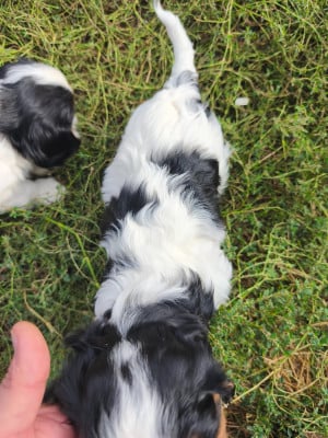 Les chiots de Cavalier King Charles Spaniel