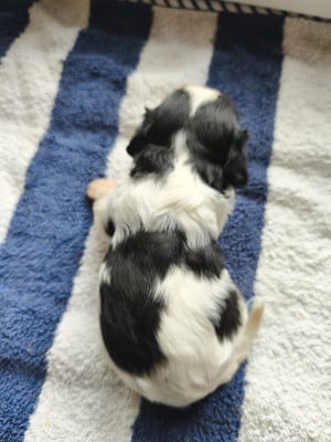 Les chiots de Cavalier King Charles Spaniel