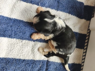 Les chiots de Cavalier King Charles Spaniel