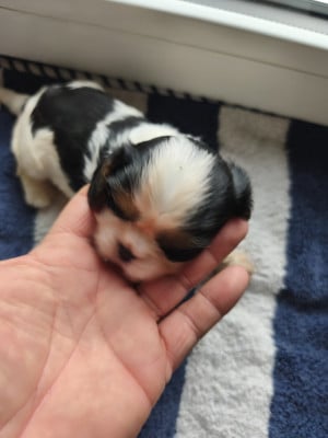 Les chiots de Cavalier King Charles Spaniel