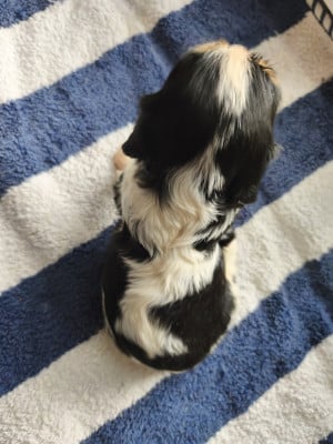Les chiots de Cavalier King Charles Spaniel