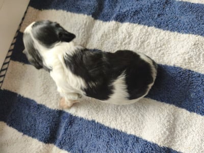 Les chiots de Cavalier King Charles Spaniel