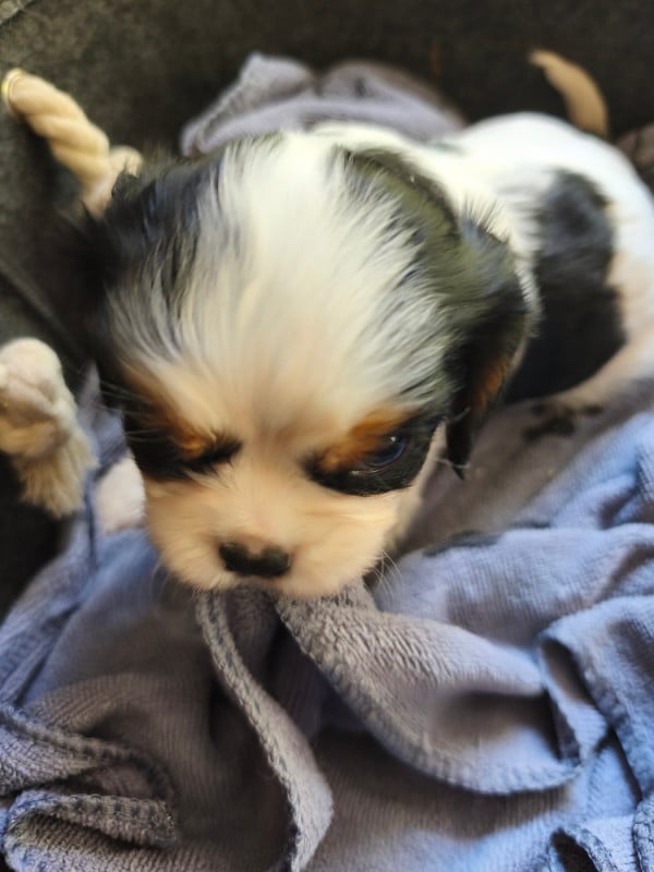 Cavalier King Charles Spaniel - du domaine des quatre pattes